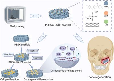 Performance of 3D printed porous polyetheretherketone composite scaffolds combined with nano-hydroxyapatite/carbon fiber in bone tissue engineering: a biological evaluation